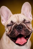 French Bulldog Puppy Stock Image