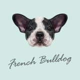 French Bulldog Stock Illustrations – 2,290 French Bulldog Stock ...