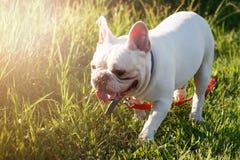 French bulldog with smiley faces walking on grass. Happy dog portrait with copy space. stock photo French bulldog with smiley faces walking on grass. Happy dog portrait with copy space. stock photo