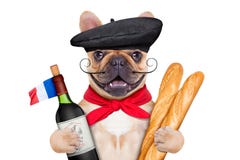 French wine dog Royalty Free Stock Photography French wine dog Royalty Free Stock Photography