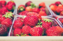 Fresas de jardín, muchas bayas maduras, jugosas en cajas plásticas imagen de archivo Fresas de jardín, muchas bayas maduras, jugosas en cajas plásticas imagen de archivo