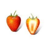 Fresas llenas y mitad en un fondo blanco ilustración del vector Fresas llenas y mitad en un fondo blanco ilustración del vector