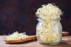 Fresh alfalfa seed sprouts. stock image Fresh alfalfa seed sprouts. stock image