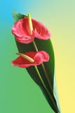 Fresh Anthurium Flowers Stock Photo Fresh Anthurium Flowers Stock Photo