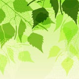 Fresh background of green birch leaves vector illustration Fresh background of green birch leaves vector illustration