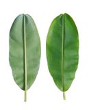 Fresh Banana Leaf Isolated On White Background. Royalty Free Stock Photo Fresh Banana Leaf Isolated On White Background. Royalty Free Stock Photo