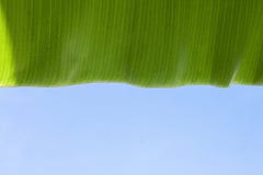 Fresh banana leaf with rain drops and sunlight on blue sky background. stock image Fresh banana leaf with rain drops and sunlight on blue sky background. stock image