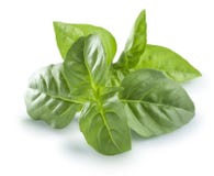 Fresh basil leaves on white background sunny option Royalty Free Stock Photos Fresh basil leaves on white background sunny option Royalty Free Stock Photos
