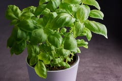 Fresh basil in a white flower pot royalty free stock photos Fresh basil in a white flower pot royalty free stock photos