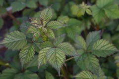 fresh blackberry leaves with young buds that have not yet blossomed close up against the ground stock photos fresh blackberry leaves with young buds that have not yet blossomed close up against the ground stock photos