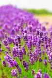Fresh Blossoming Lavender. Summertime Outdoors. Stock Image Fresh Blossoming Lavender. Summertime Outdoors. Stock Image