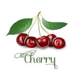 Fresh cherries are berries of a cherry tree. royalty free illustration Fresh cherries are berries of a cherry tree. royalty free illustration