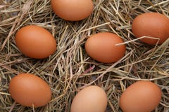 Fresh chicken eggs on a hay background stock photo Fresh chicken eggs on a hay background stock photo