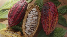 Fresh cocoa fruit with beans and cocoa leaves on a wooden table.