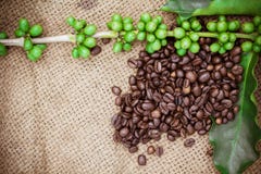 Fresh Coffee Beans On Canvas Texture Background Royalty Free Stock Images