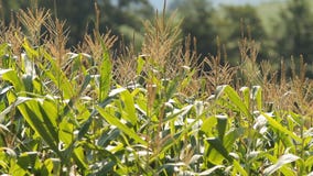Fresh corn field