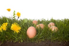Fresh Eggs In Grass Frontview Stock Image