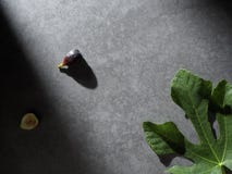 Fresh figs food dark photography royalty free stock photos Fresh figs food dark photography royalty free stock photos