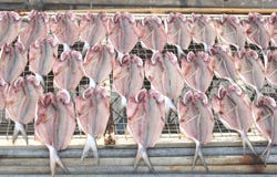 Fresh Fish Is Drying In The Sun, Gastronomy In Hong Kong Royalty Free Stock Photo Fresh Fish Is Drying In The Sun, Gastronomy In Hong Kong Royalty Free Stock Photo
