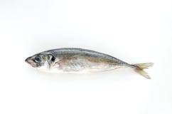Fresh Fish Mackerel On White Background Royalty Free Stock Photo Fresh Fish Mackerel On White Background Royalty Free Stock Photo