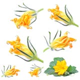 Fresh flower zucchini collage