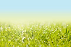 Fresh Grass With Dew Drops Stock Images Fresh Grass With Dew Drops Stock Images