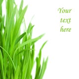 Fresh green grass isolated on white background stock photography Fresh green grass isolated on white background stock photography