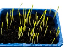 Fresh green grass isolated on white background stock photo Fresh green grass isolated on white background stock photo