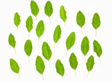Fresh green holy basil leaves isolated on white stock images Fresh green holy basil leaves isolated on white stock images