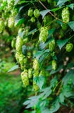 Fresh green hops hanging from branches in the garden royalty free stock image Fresh green hops hanging from branches in the garden royalty free stock image