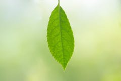 Fresh Green Leaf on Blur green background stock photos Fresh Green Leaf on Blur green background stock photos