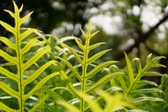 Fresh green leaf of the Wart fern of Hawaii with dew drops under sunlight morning, called monarch fern or musk fern stock image Fresh green leaf of the Wart fern of Hawaii with dew drops under sunlight morning, called monarch fern or musk fern stock image