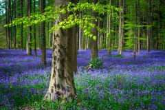 Fresh green leaves on a beech in a sea of blue bells stock photo Fresh green leaves on a beech in a sea of blue bells stock photo