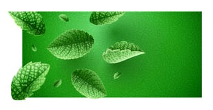 Fresh green mint leaves on banner design with copyspace stock illustration Fresh green mint leaves on banner design with copyspace stock illustration