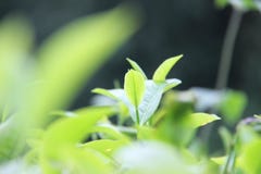 Fresh green tea leaves on kuneer hill, Malang - Indonesia royalty free stock photo Fresh green tea leaves on kuneer hill, Malang - Indonesia royalty free stock photo
