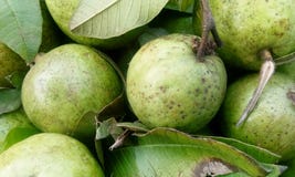 Fresh guava fruit in wooden tray royalty free stock images Fresh guava fruit in wooden tray royalty free stock images