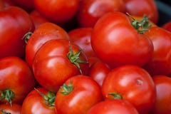 Fresh Harvested Tomato&x27;s In A Box Royalty Free Stock Images Fresh Harvested Tomato&x27;s In A Box Royalty Free Stock Images