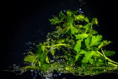 Fresh Herbals Under Water Royalty Free Stock Images