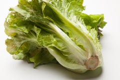 Fresh lettuce brought from the garden stock photos Fresh lettuce brought from the garden stock photos