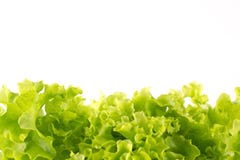 Fresh Lettuce On A White Background Royalty Free Stock Image