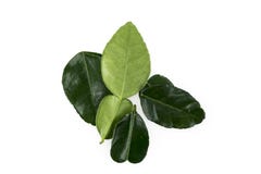Fresh Lime Leaves in White Background royalty free stock photo Fresh Lime Leaves in White Background royalty free stock photo