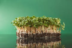 Organic growing micro greens. Fresh micro greens at green background reflecting in glass table. Growing redish sprouts for healthy salad. Eating right, stay Stock Photos