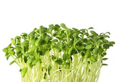 Fresh microgreens of Sunflowers isolated on white background
