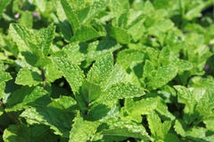 Fresh Mint in Herb Garden Stock Images Fresh Mint in Herb Garden Stock Images