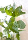 boiling mint leaves in water boiling mint leaves in water