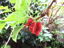 Fresh mulberry, red unripe mulberries on the branch of tree. royalty free stock photography Fresh mulberry, red unripe mulberries on the branch of tree. royalty free stock photography