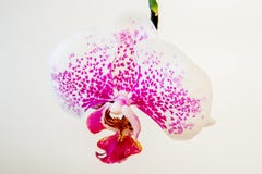 Fresh natural white orchid flower on white background royalty free stock photography Fresh natural white orchid flower on white background royalty free stock photography