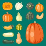 Fresh orange pumpkin decorative seasonal ripe food organic healthy vegetarian vegetable vector royalty free illustration Fresh orange pumpkin decorative seasonal ripe food organic healthy vegetarian vegetable vector royalty free illustration