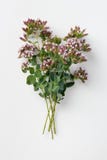 Fresh oregano with flowers. A bunch of fresh, organic oregano, with flowers, close-up Royalty Free Stock Images Fresh oregano with flowers. A bunch of fresh, organic oregano, with flowers, close-up Royalty Free Stock Images