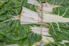Collard Greens Stock Photos, Images, & Pictures - 471 Images